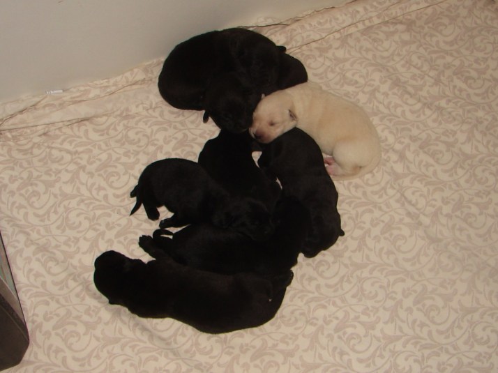 Puppies today at 10 days old